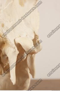 photo reference of skull 0037